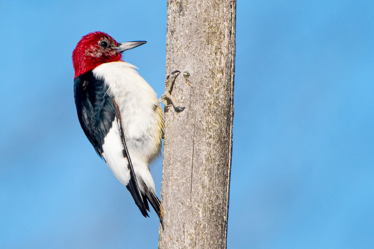 Red-headed Woodpecker - ML630067544