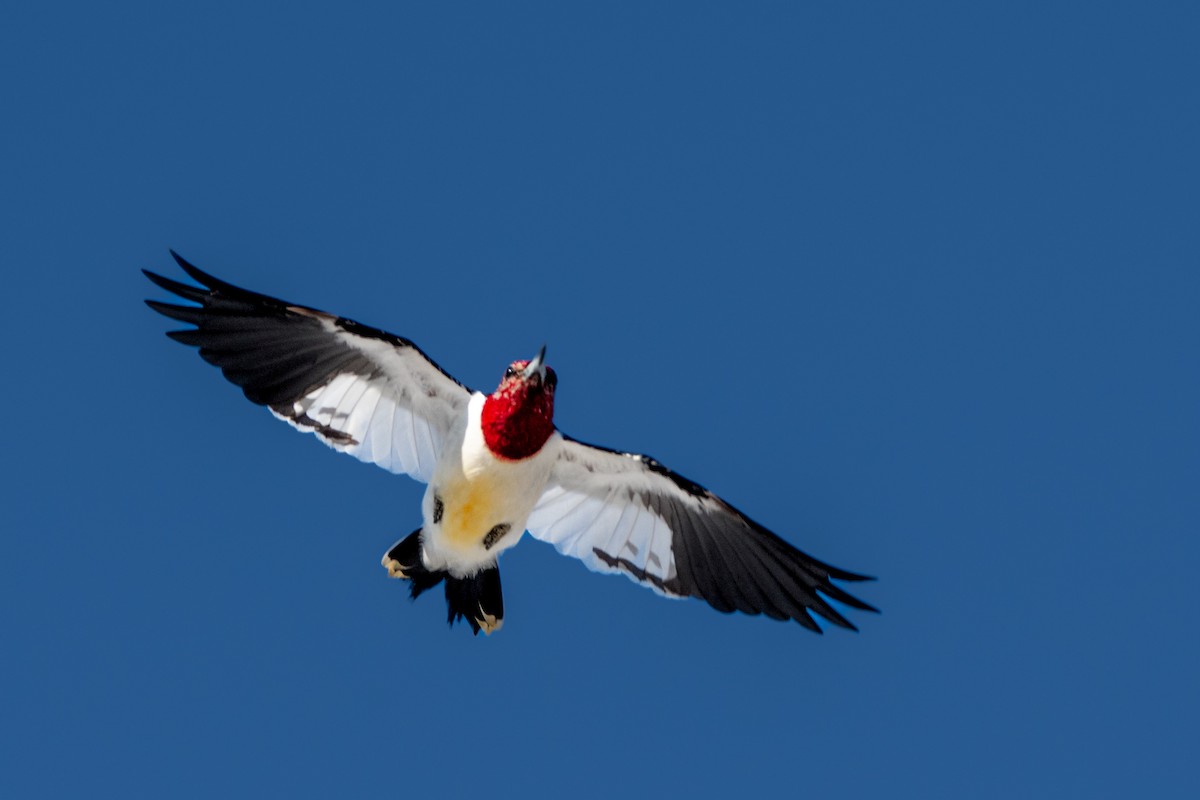Red-headed Woodpecker - ML630067573