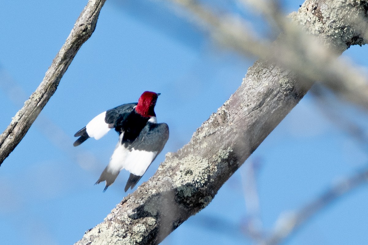 Red-headed Woodpecker - ML630067626