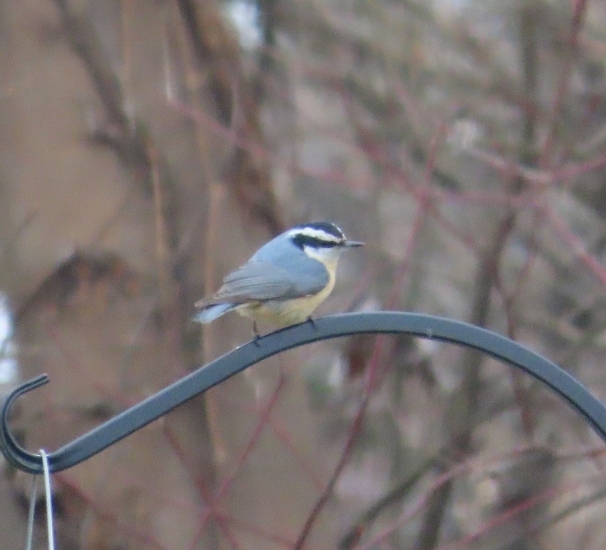 Red-breasted Nuthatch - ML630067627