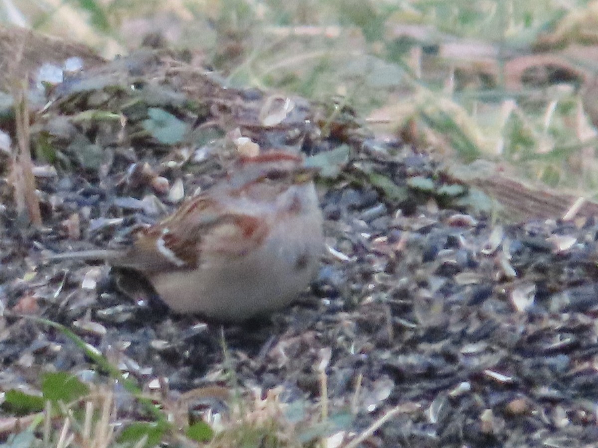 American Tree Sparrow - ML630067655