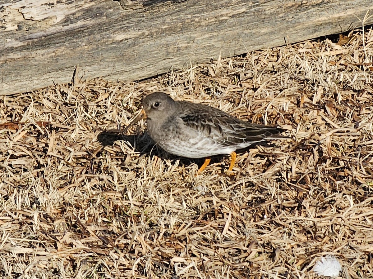 Purple Sandpiper - ML630067722