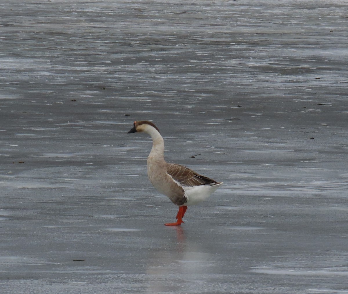 Swan Goose (Domestic type) - ML630067988