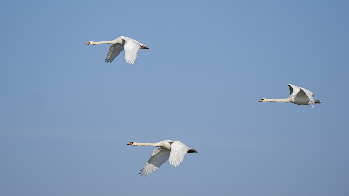 Mute Swan - ML630068171