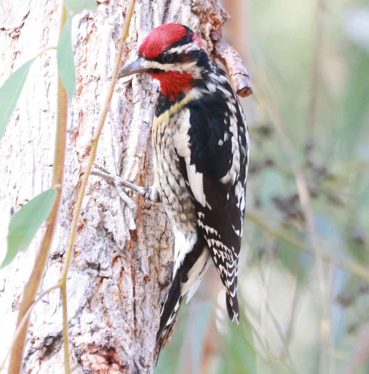 Red-naped Sapsucker - ML630068271