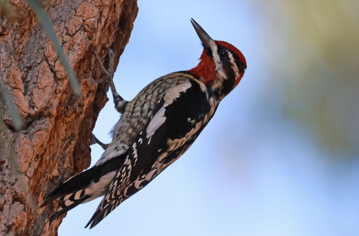 Red-naped Sapsucker - ML630068272