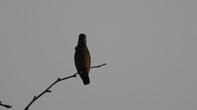 Buffy Hummingbird - ML630068278