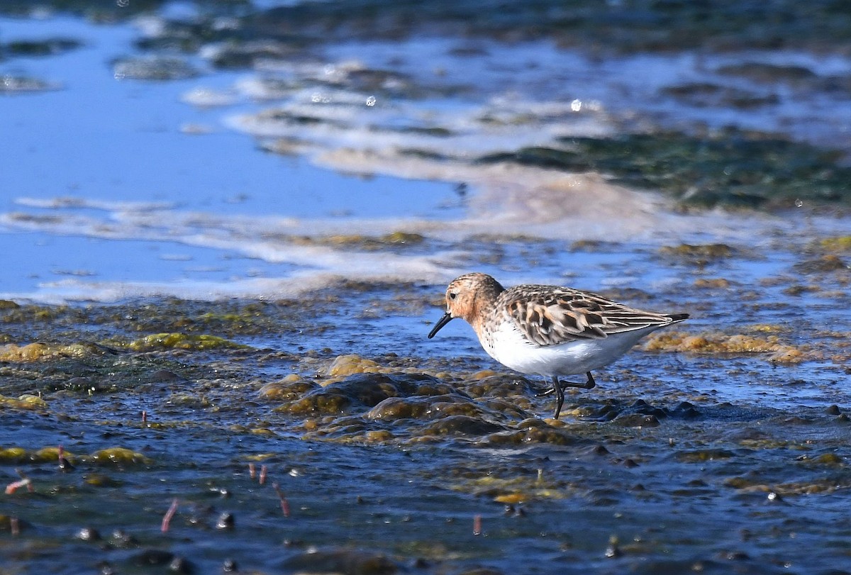 Red-necked Stint - Joyce Meyer