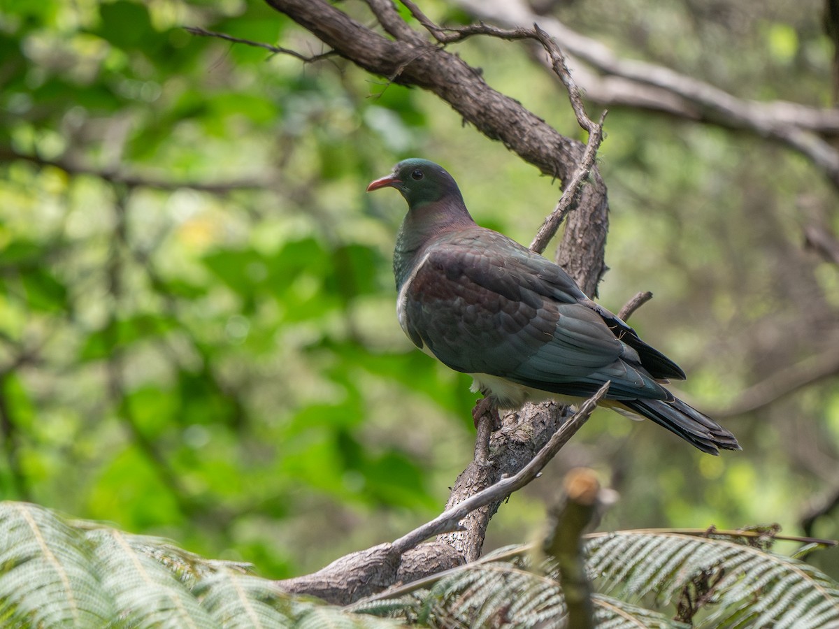 New Zealand Pigeon - ML630068426