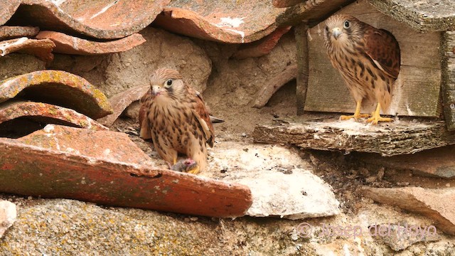 Lesser Kestrel - ML630069620