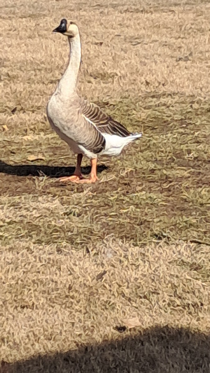 Swan Goose (Domestic type) - ML630069639