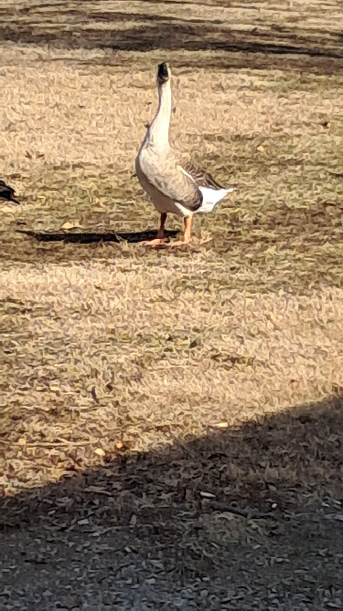 Swan Goose (Domestic type) - ML630069640