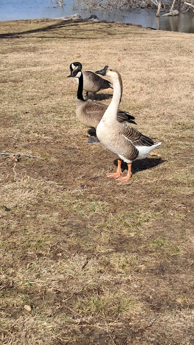 Swan Goose (Domestic type) - ML630069641