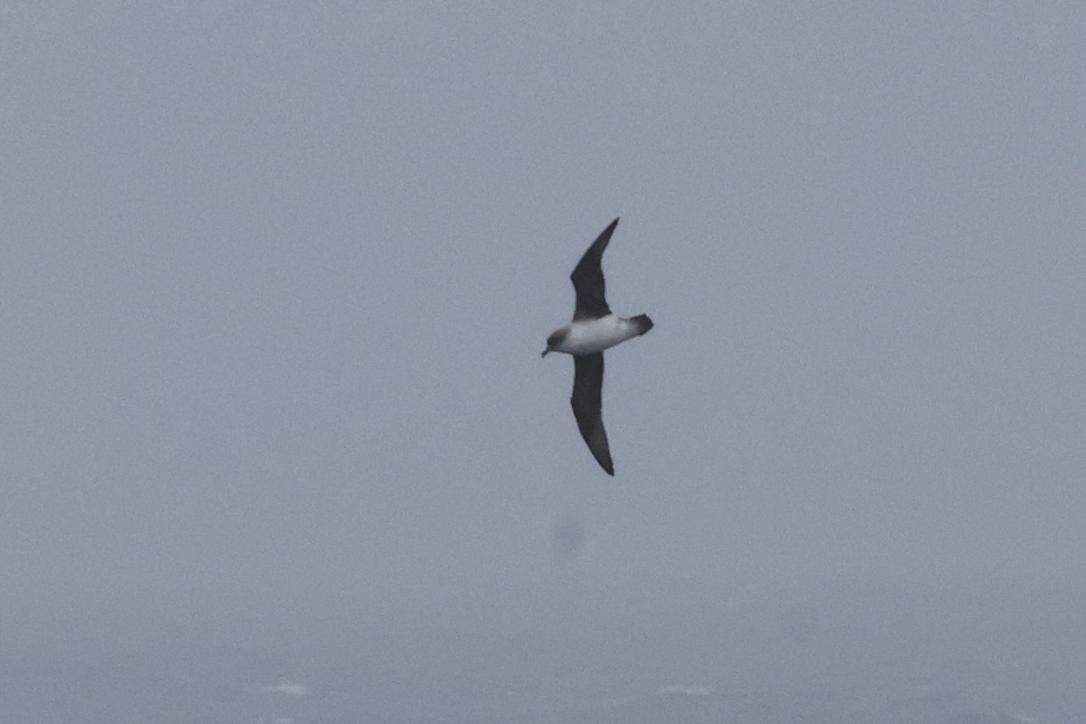 Gray Petrel - Luke Goddard - Birding Africa
