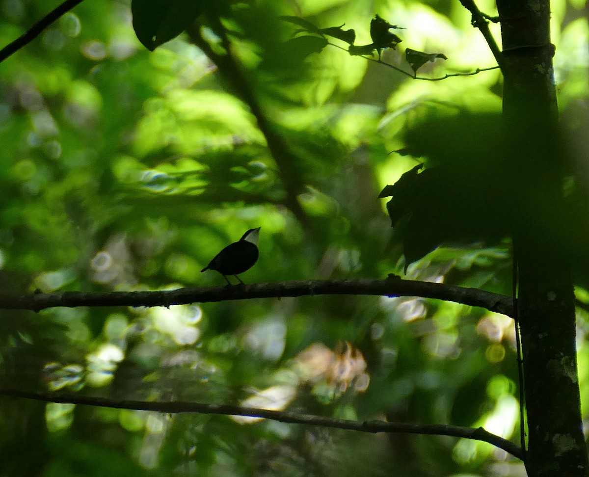White-throated Manakin - ML630069894