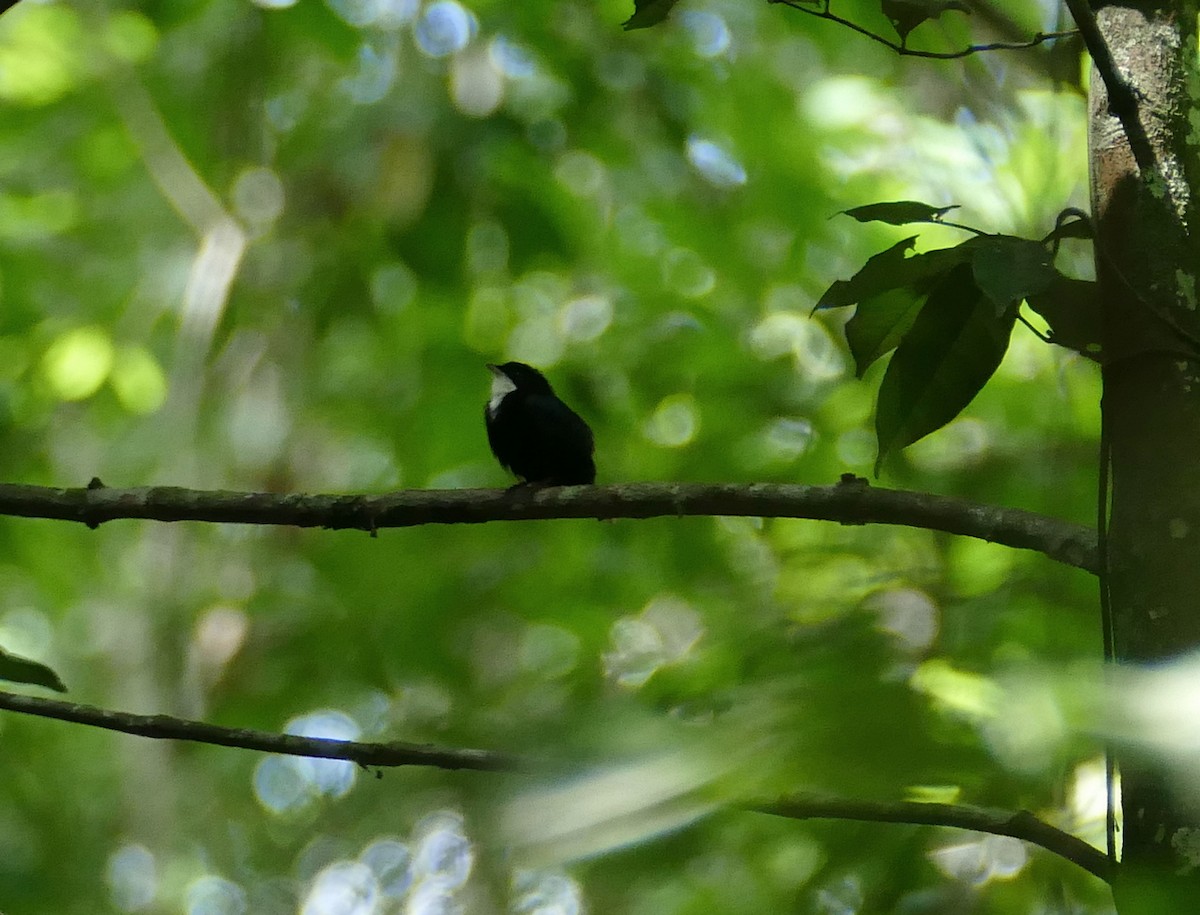 White-throated Manakin - ML630069895