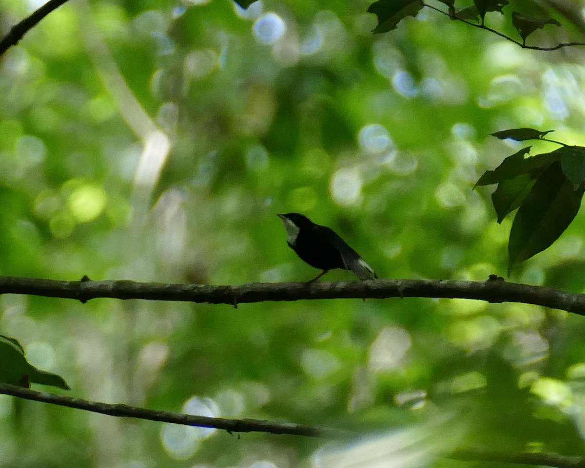 White-throated Manakin - ML630069896