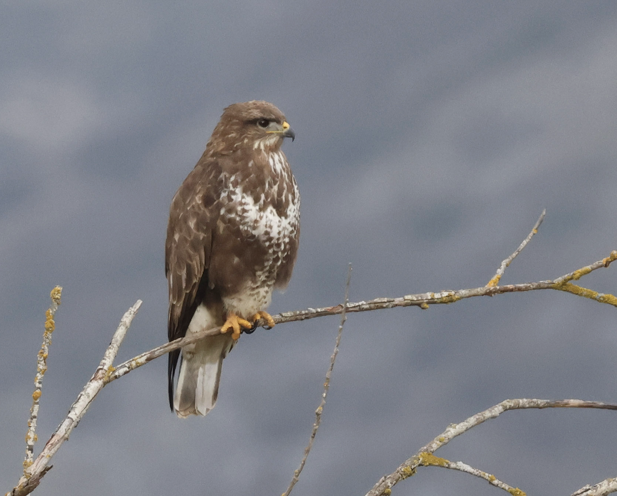Buse variable - ML630069950