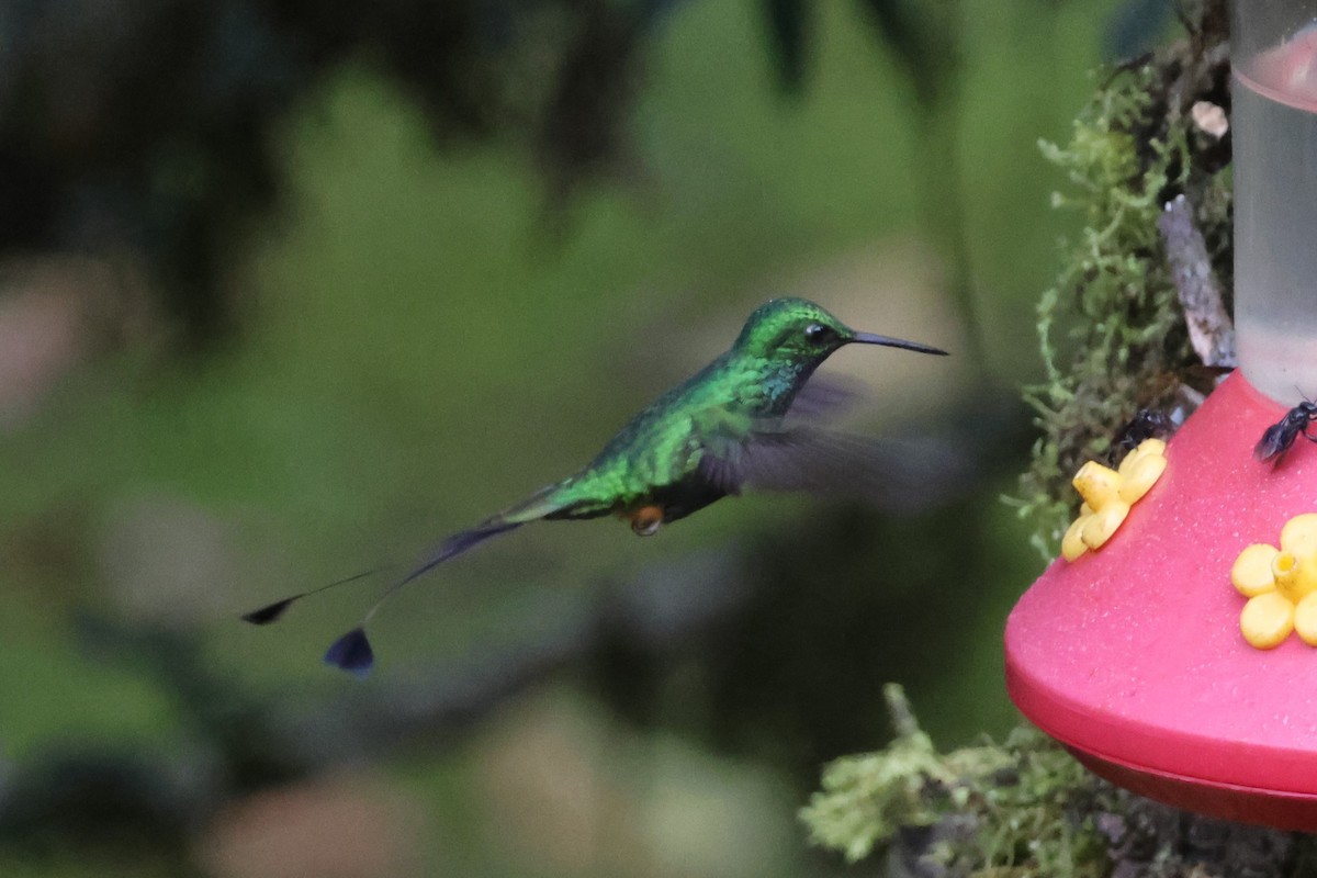 Rufous-booted Racket-tail (Anna's) - ML630069954