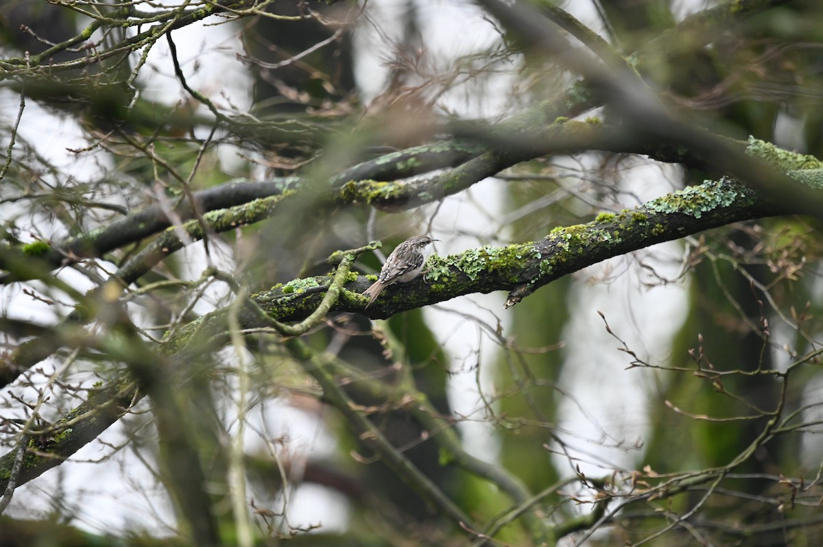 Short-toed Treecreeper - ML630069986