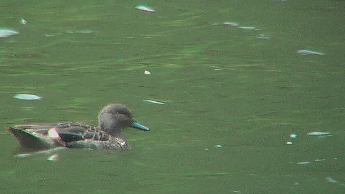 Andean Teal - ML630069997