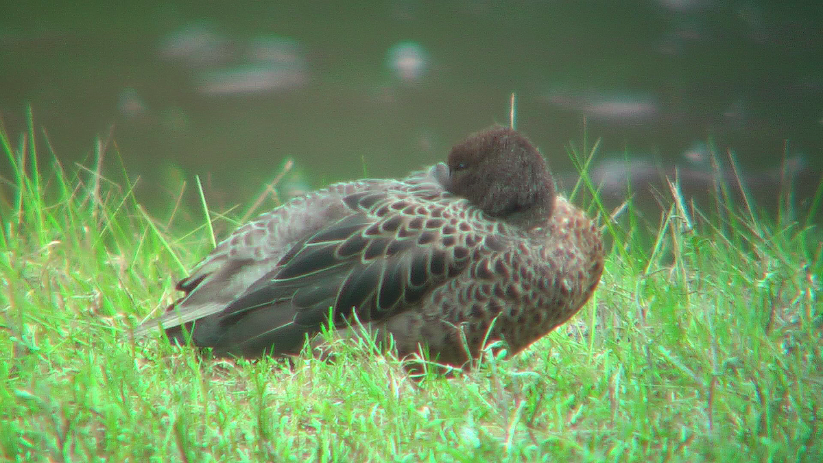 Andean Teal - ML630070064