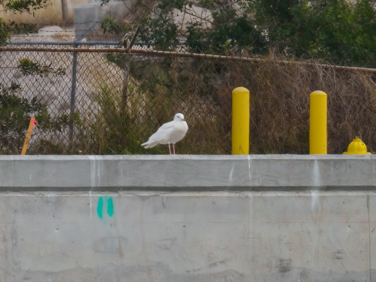 Glaucous Gull - ML630070073