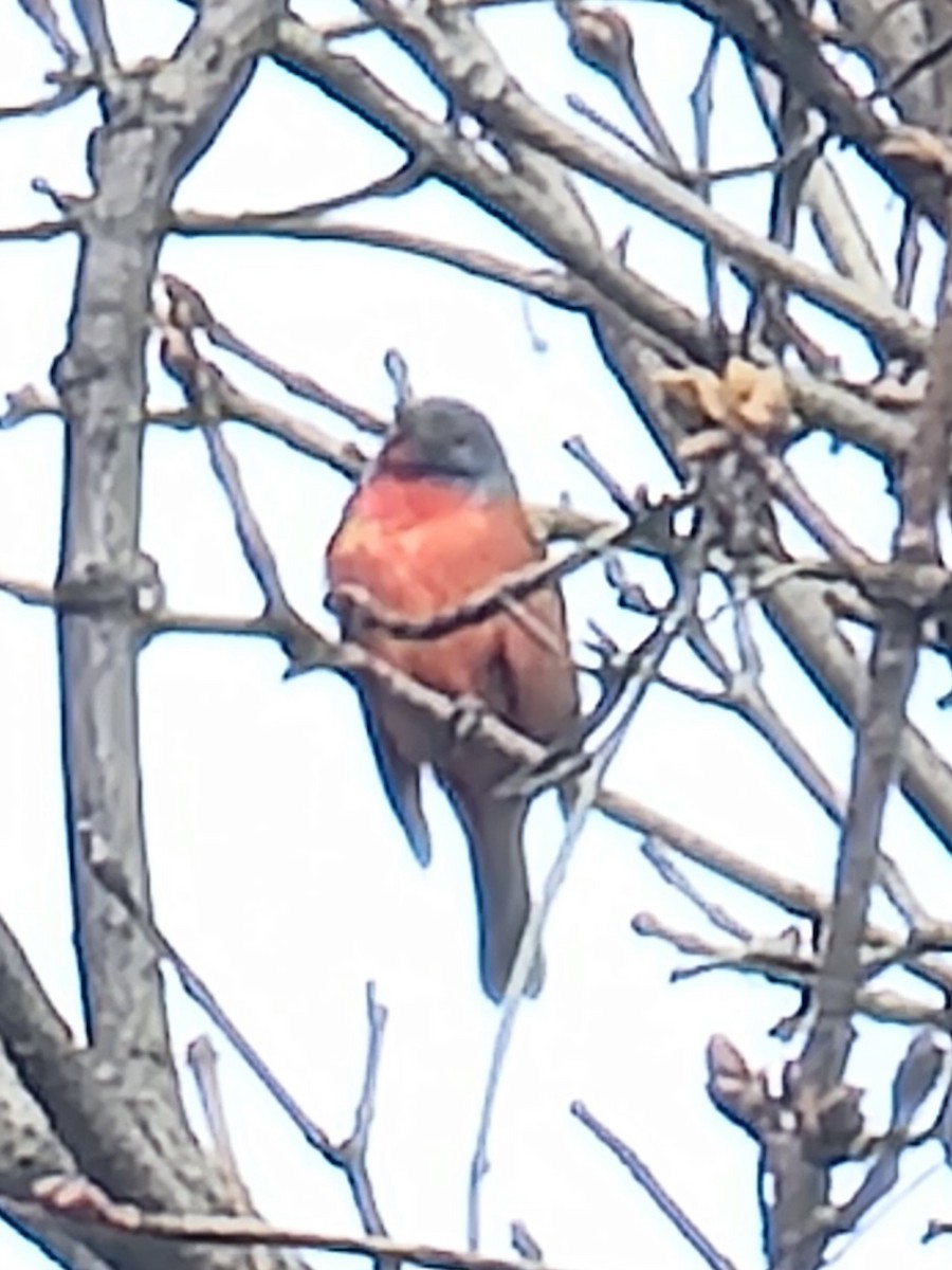 Painted Bunting - ML630070085