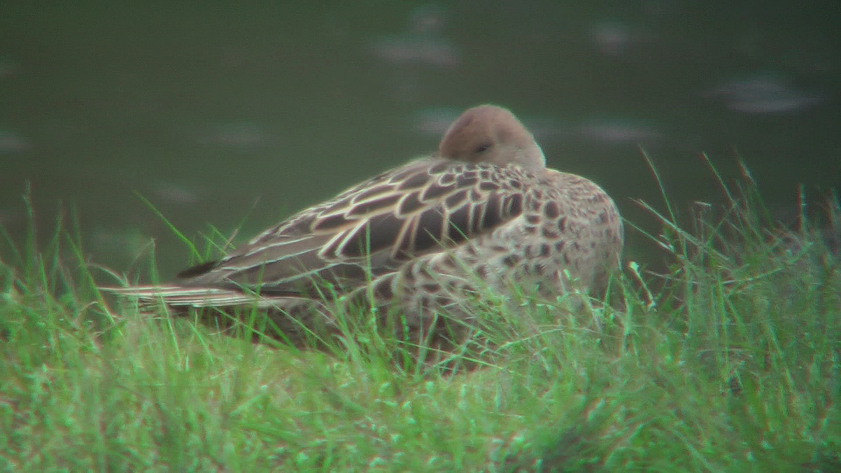 Andean Teal - ML630070104