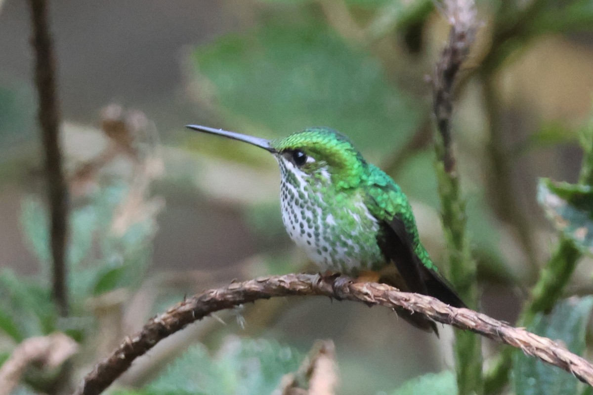 Rufous-booted Racket-tail (Anna's) - ML630070126