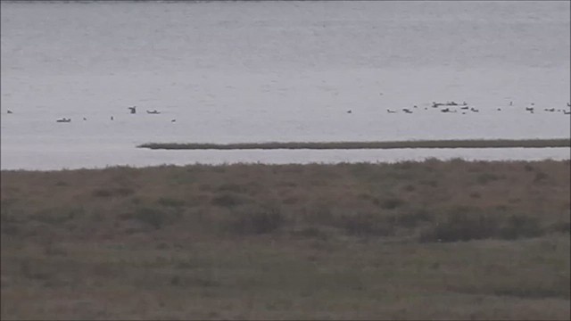 Нугасны овгийн зүйл - ML630070225