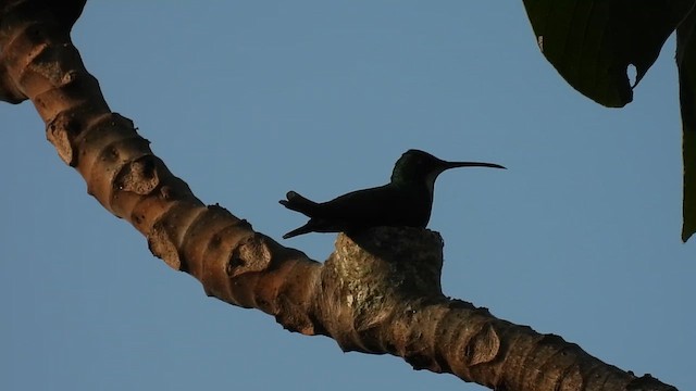 Black-throated Mango - ML630070279