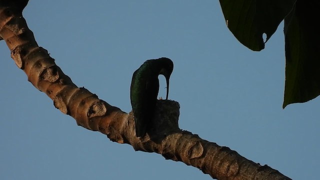 Black-throated Mango - ML630070280