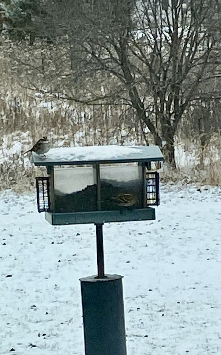 White-throated Sparrow - ML630070345