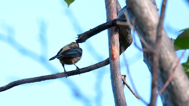 Burnished-buff Tanager - ML630070393