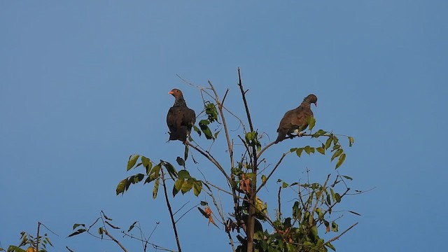 Scaled Pigeon - ML630070626