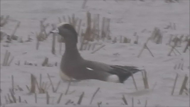 アメリカヒドリ - ML630070661