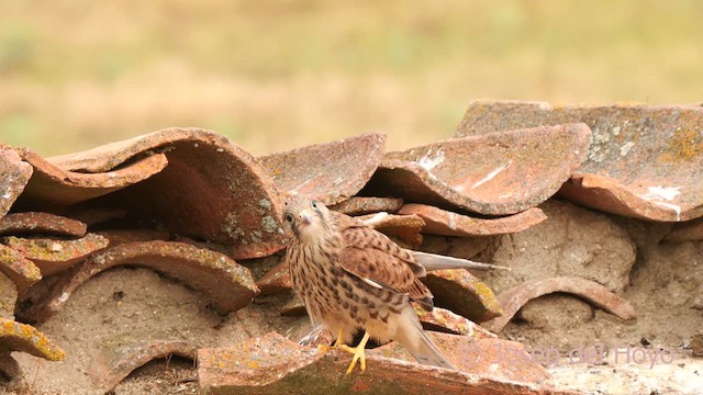 Lesser Kestrel - ML630070870