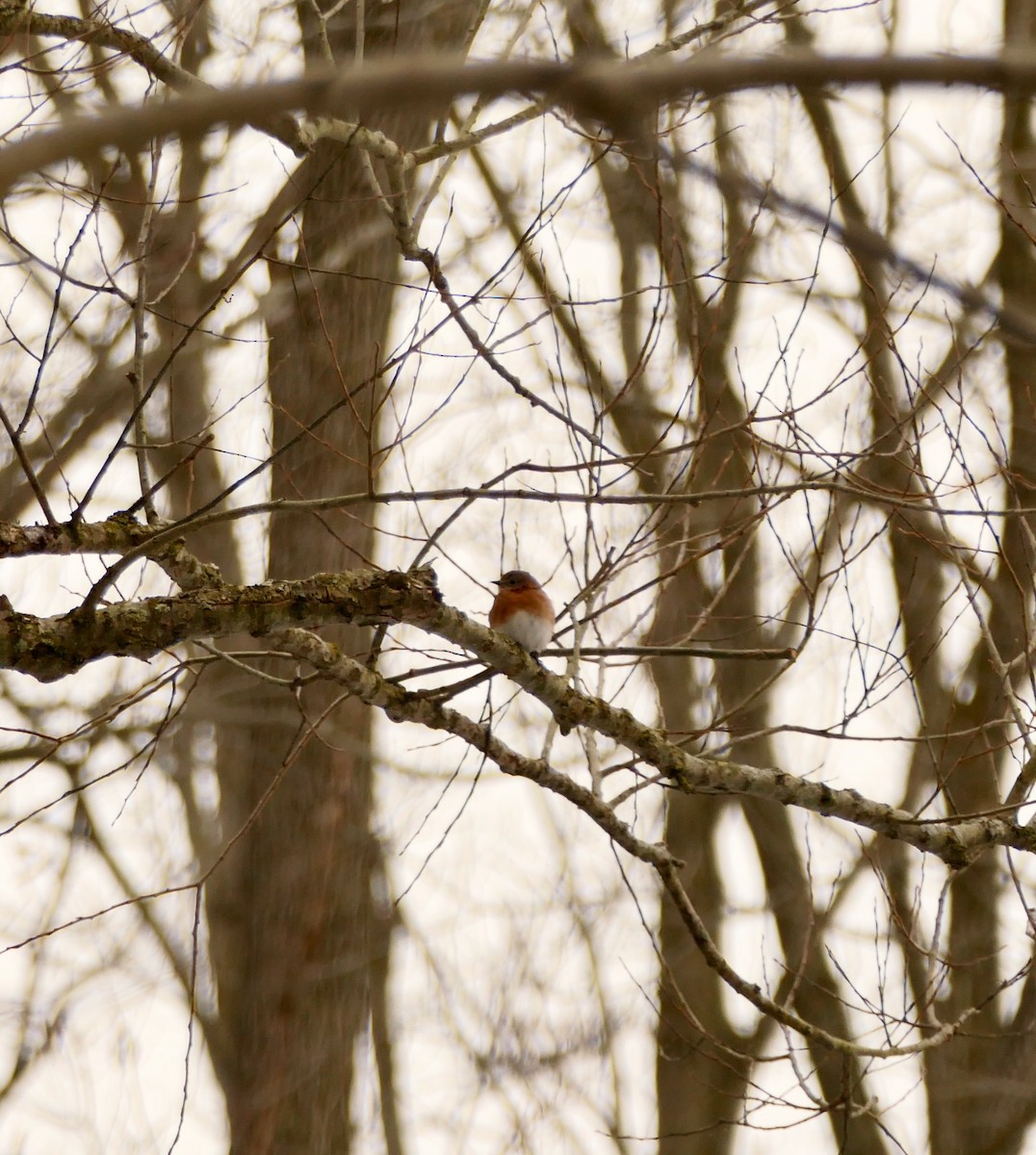 Eastern Bluebird - ML630071063
