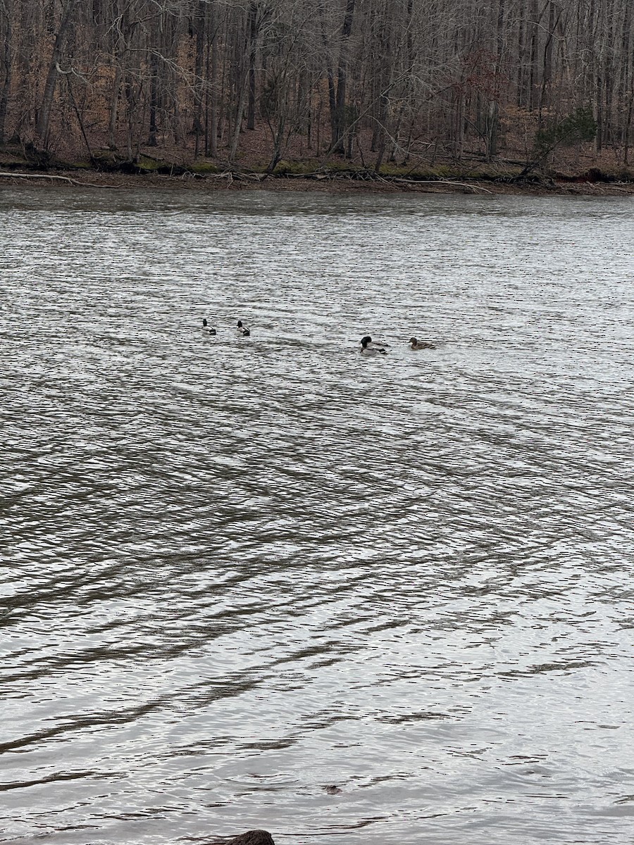 Mallard - ML630071110