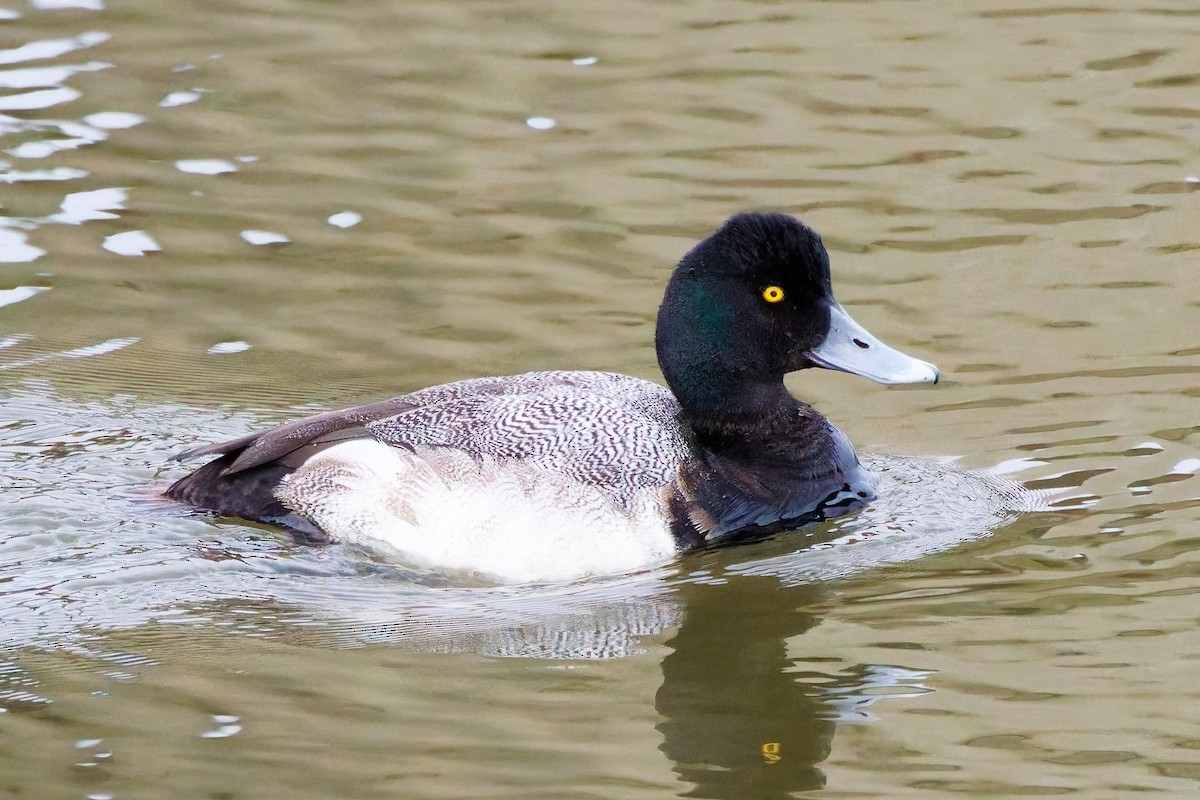 Lesser Scaup - ML630071113