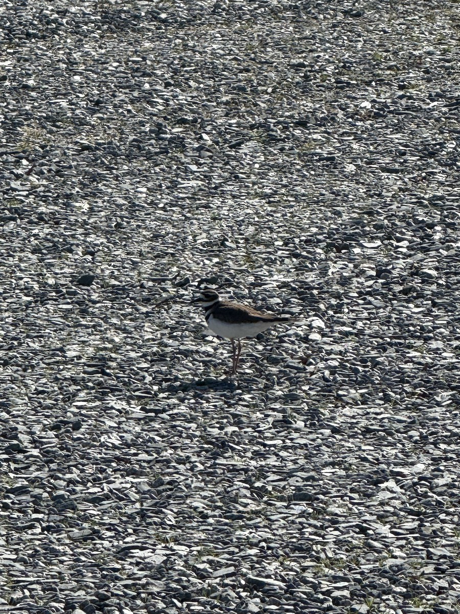 Killdeer - ML630071152