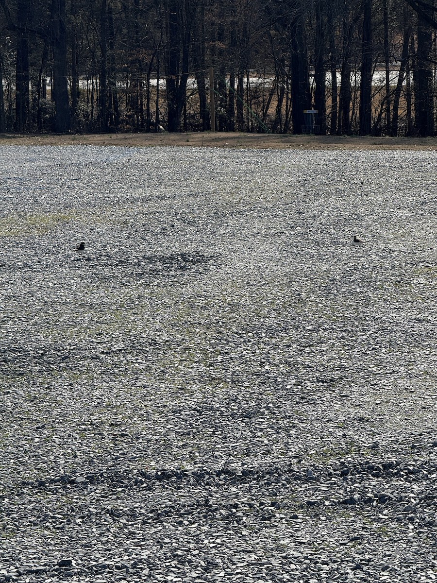 Killdeer - ML630071153