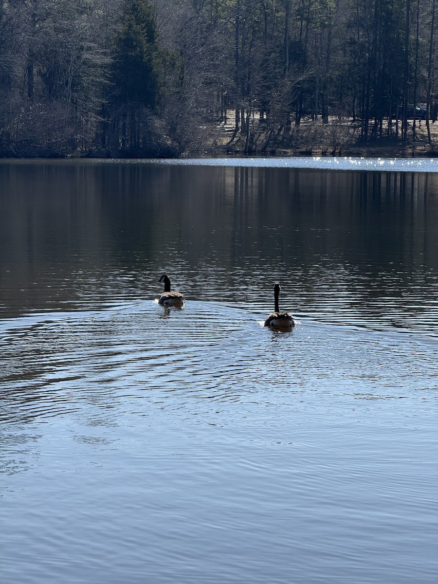 Canada Goose - ML630071191