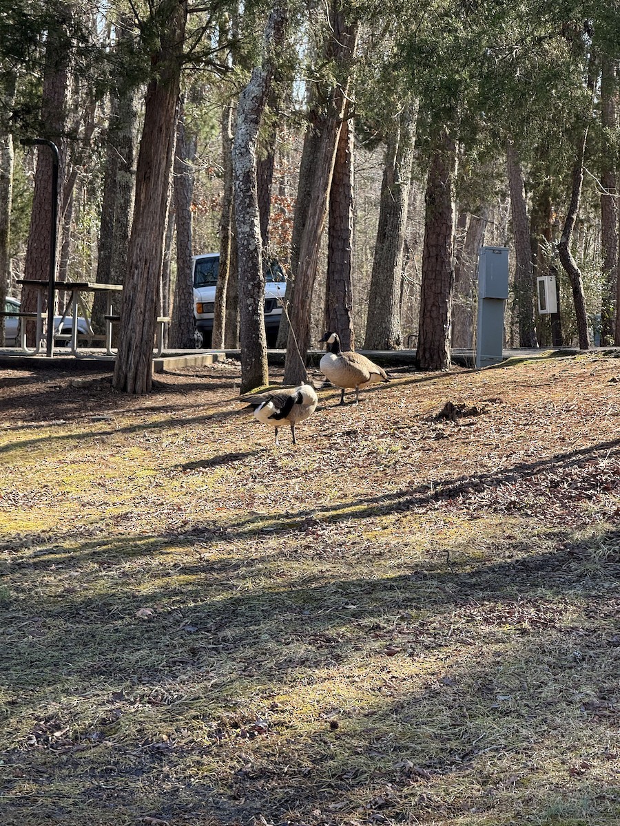 Canada Goose - ML630071192