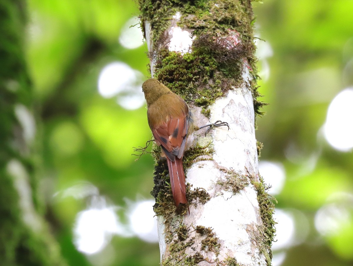 Olivaceous Woodcreeper - ML630071206