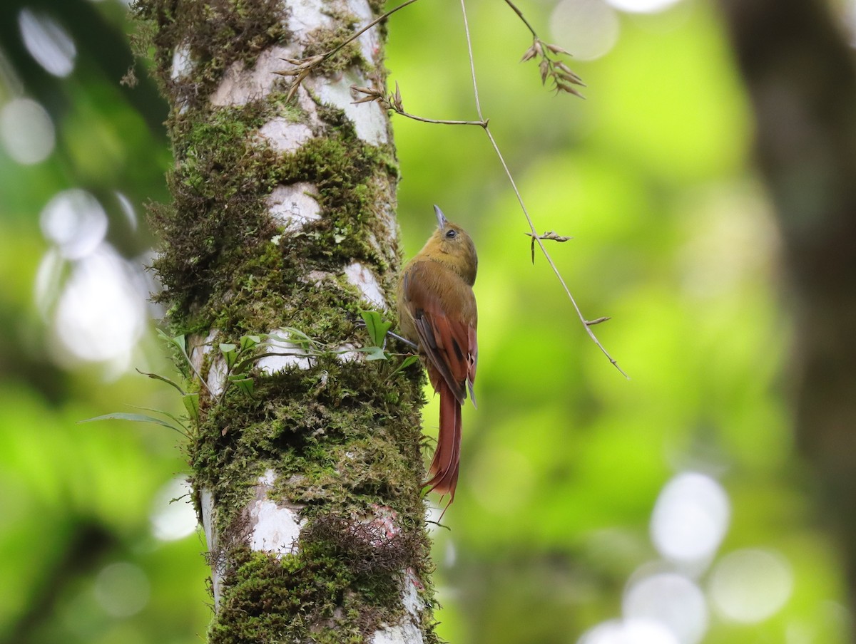 Olivaceous Woodcreeper - ML630071207