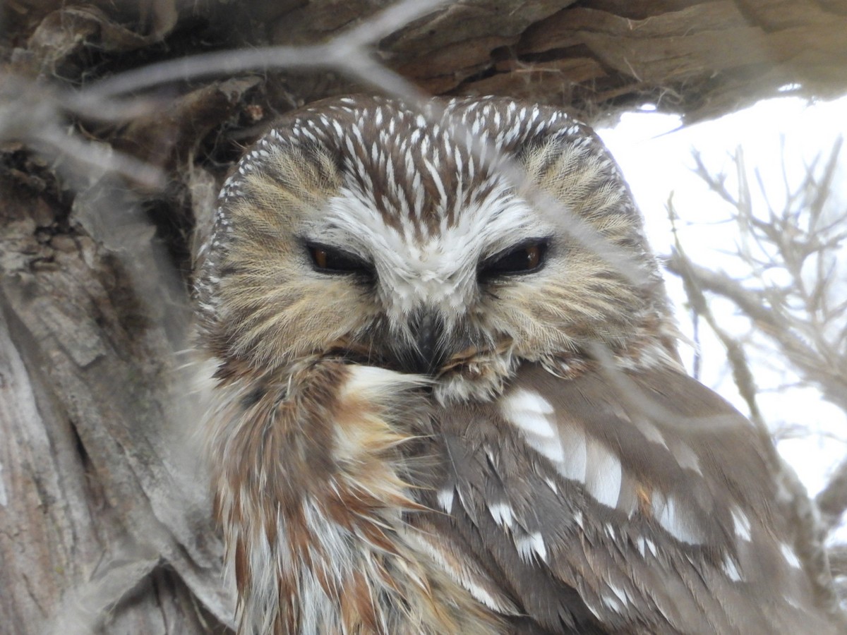 Northern Saw-whet Owl - ML630071465