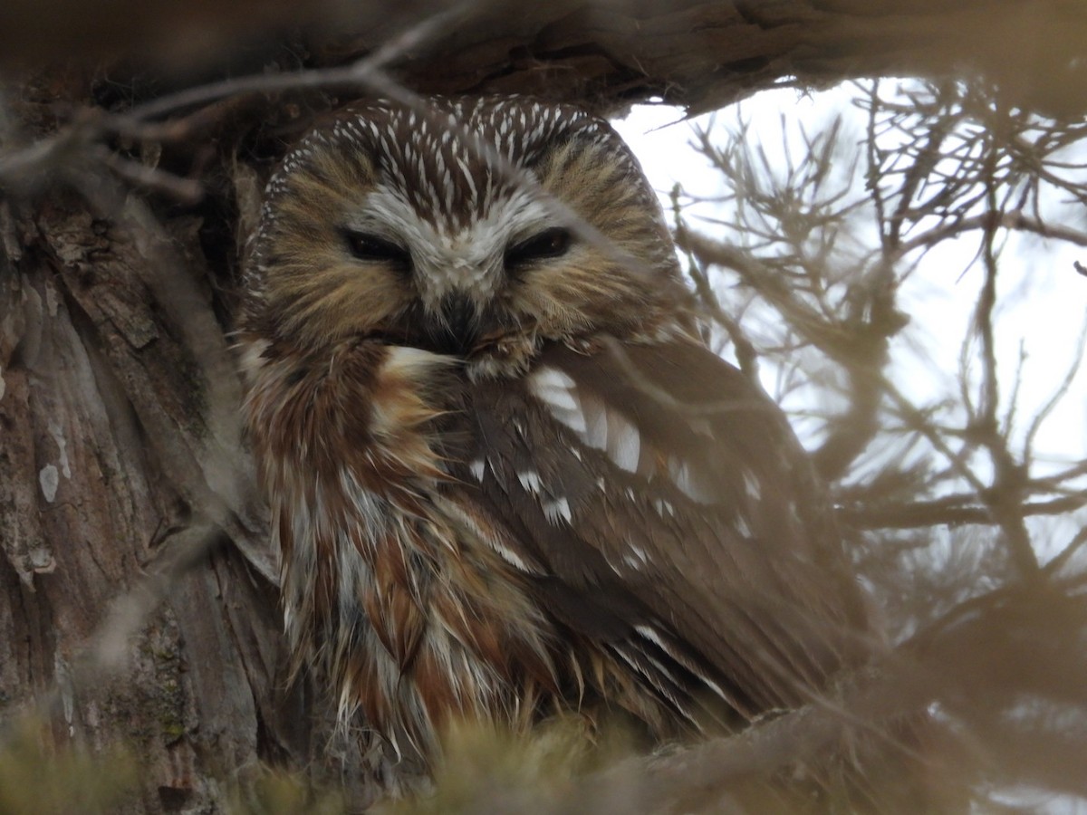 Northern Saw-whet Owl - ML630071466