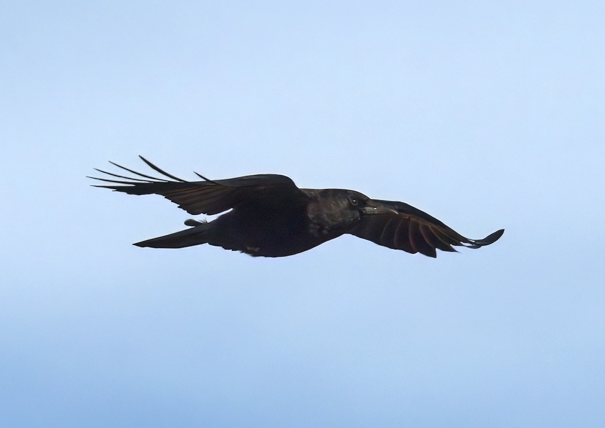 アメリカガラス - ML630071564